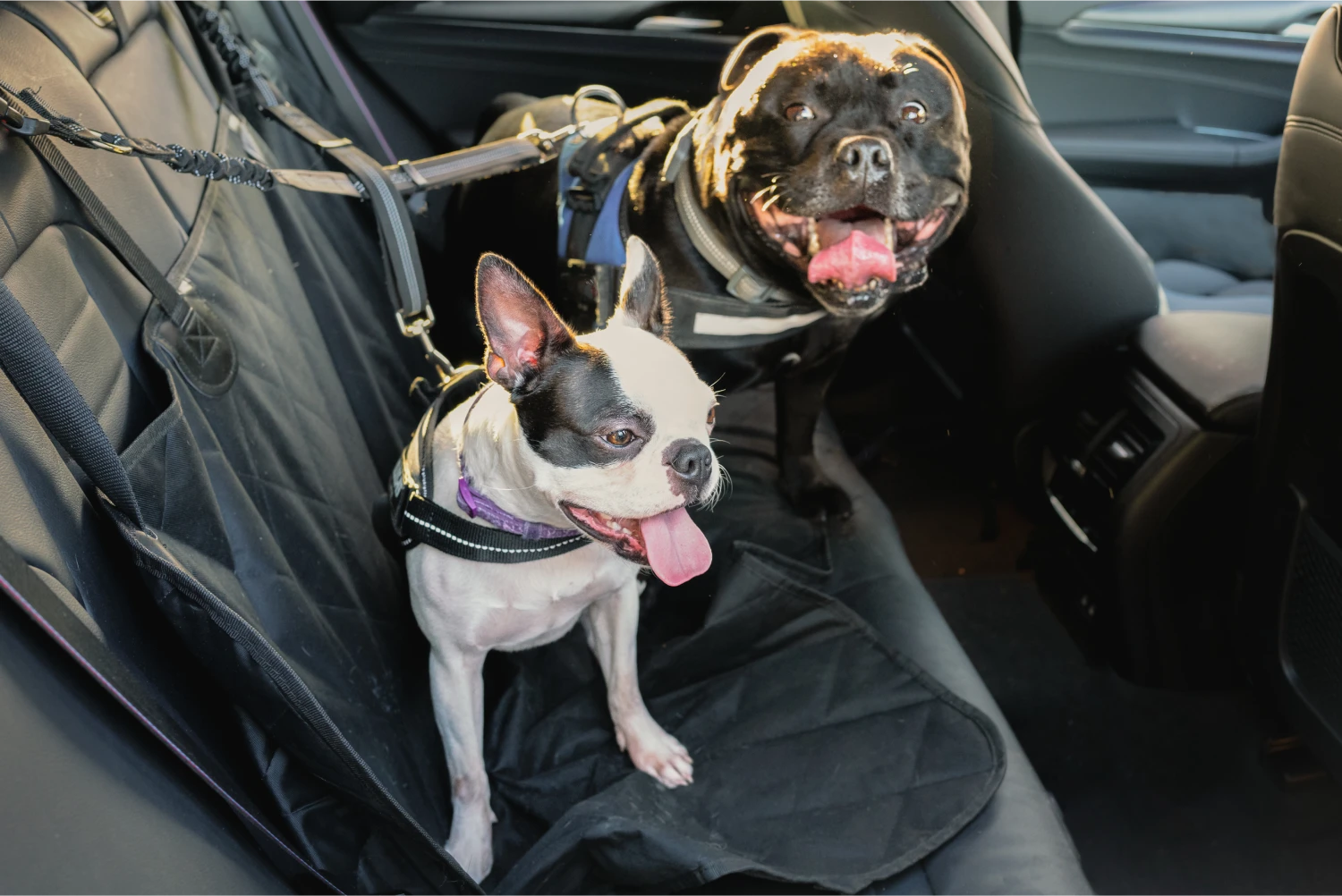 Kia Telluride Dog Car Seat Belt for Weimaraners