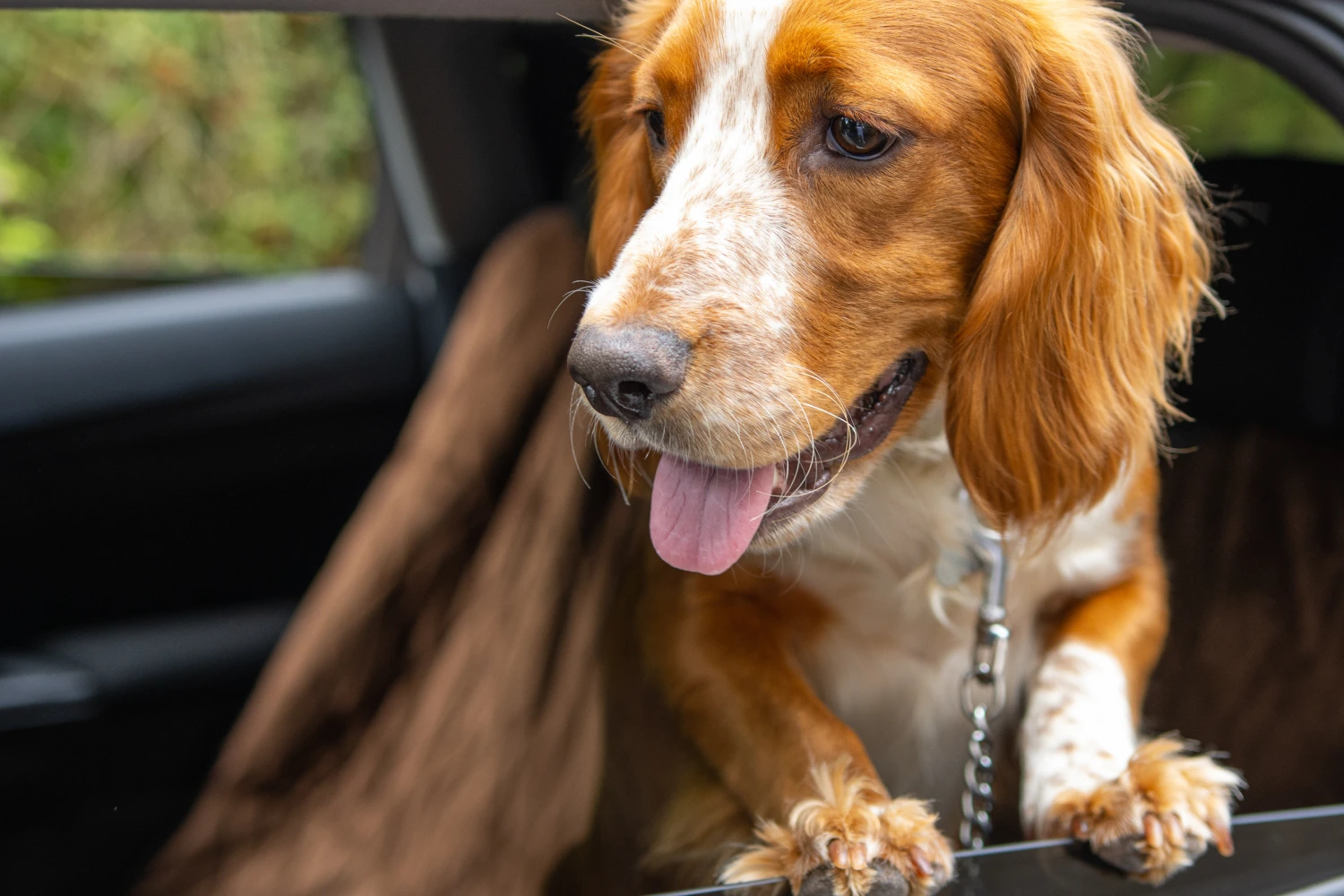 Kia Optima Dog Car Seat for Brittany Spaniels