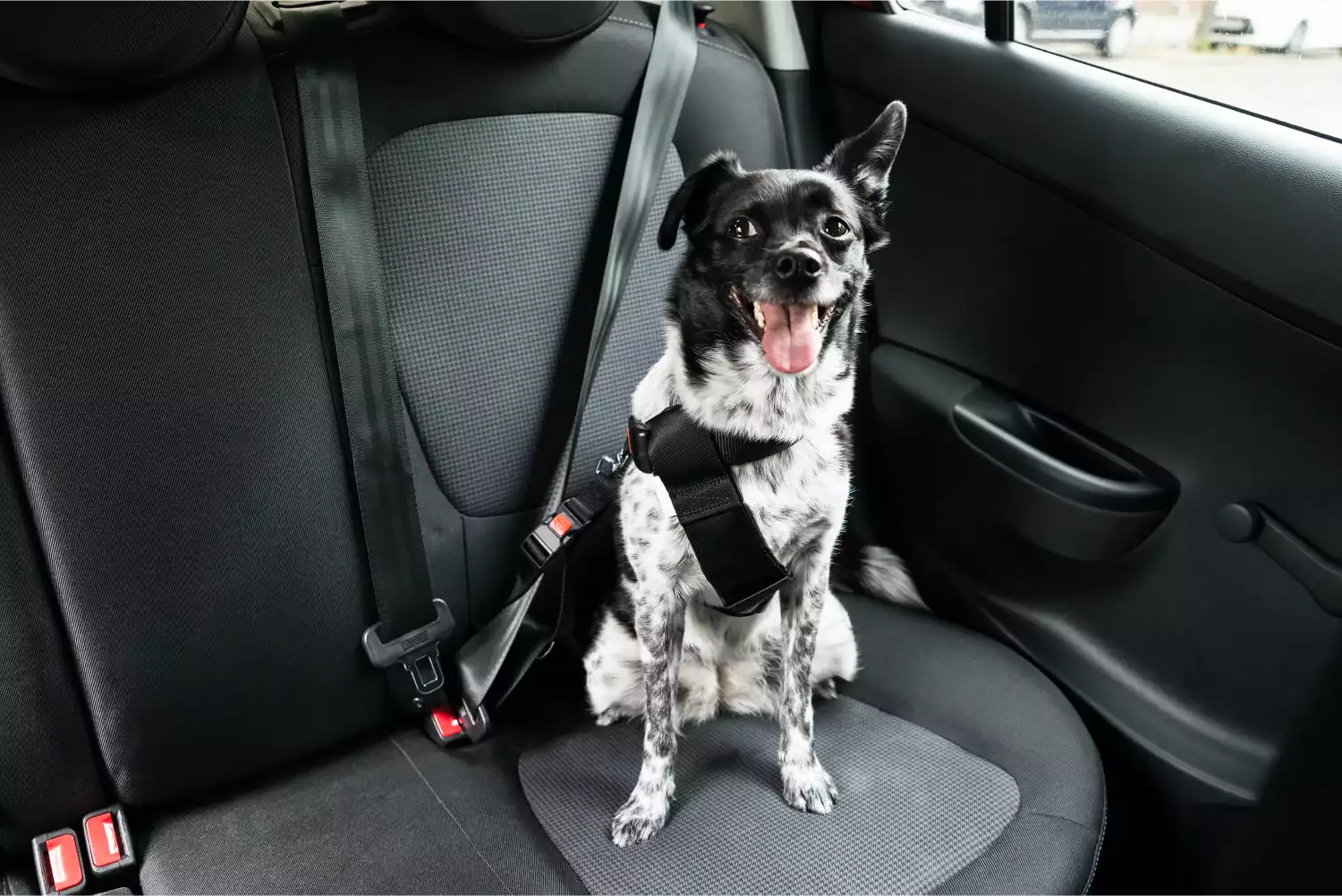 Tesla Model Y Dog Car Seat Belt for Shih Tzu