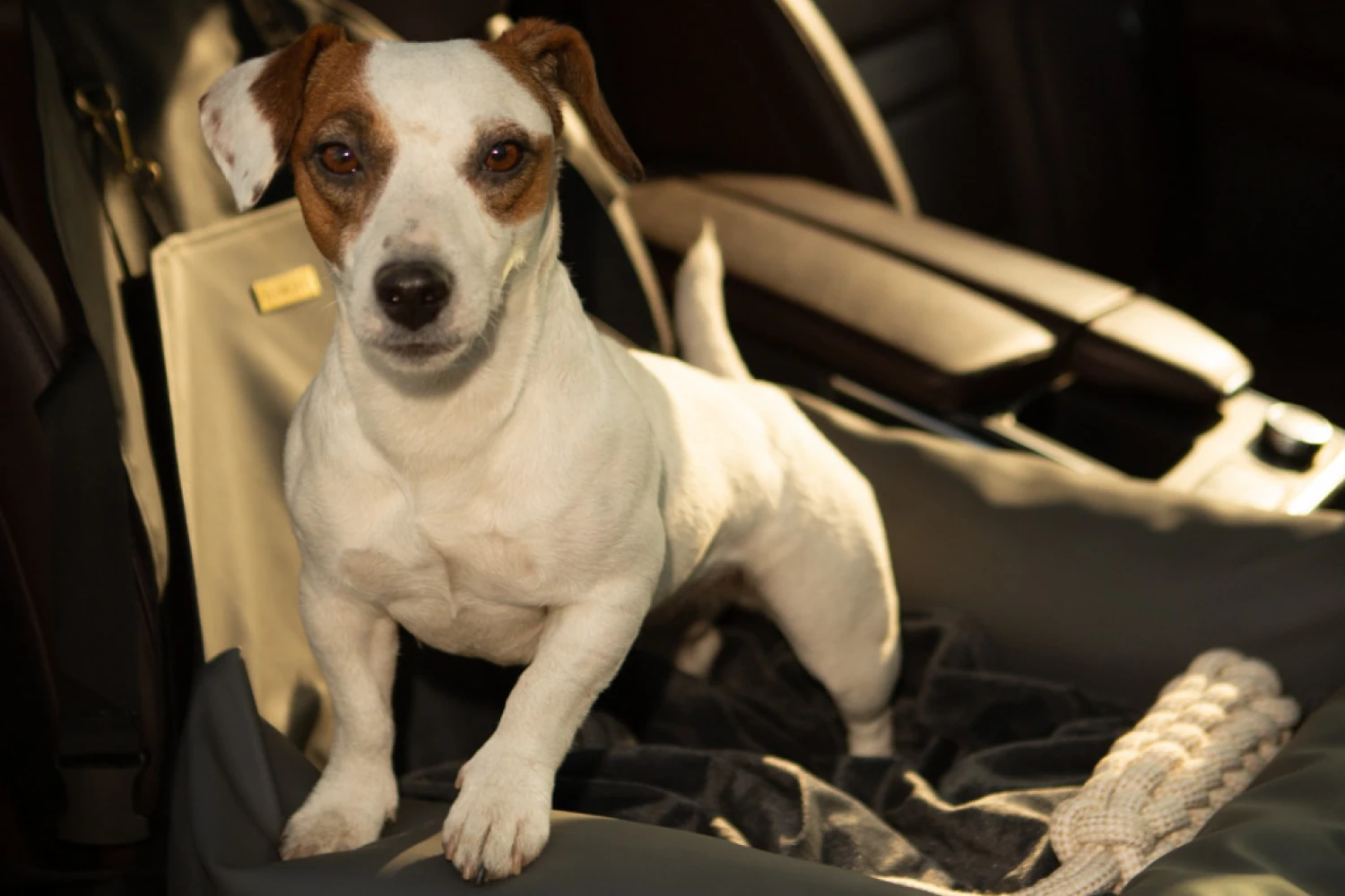 Kia Sorento Dog Car Seat for Keeshonden